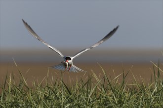 Common Tern (Sterna hirundo), in flight with fish in its beak, Lower Saxon Wadden Sea National