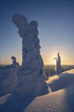 Snowed-in trees, winter landscape, Riisitunturi National Park, Posio, Lapland, Finland, Europe