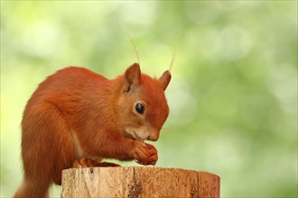 Eurasian red squirrel (Sciurus vulgaris), sitting on a tree stump and eating hazelnut, Wildlife,