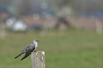 Common cuckoo (Cuculus canorus), male sitting on a post of a pasture fence at the edge of a