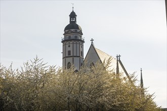 St. Thomas Church with flowering trees