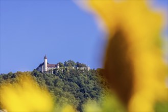 Teck Castle, Swabian Alb, sunflowers (Helianthus annuus), Owen, Baden-Württemberg, Germany, Europe