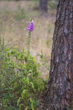 Close-up, common foxglove (Digitalis purpurea) growing next to a spruce (Picea), Neustadt am