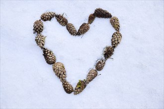 Scots pine (Pinus sylvestris) cones forming a heart, detail, Upper Palatinate, Bavaria, Germany,