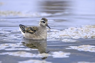 Red phalarope, young grey phalarope (Phalaropus fulicarius) juvenile swimming in pond in summer,