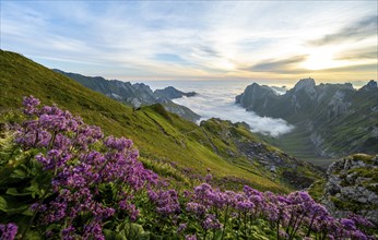 Purple flowers on a mountain meadow, view over Säntis mountains into the valley of Meglisalp at