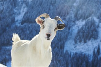 Domestic goat (Capra hircus) portrait, snow, winter in tirol, Kitzbühel, Wildpark Aurach, Austria,