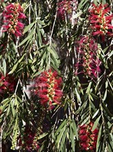 Scarlet bottlebrush (Callistemon citrinus), Gran Canaria, Canary Islands, Spain, Europe