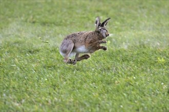 Fleeing European brown hare (Lepus europaeus) shot in field by hunter during the hunting season in