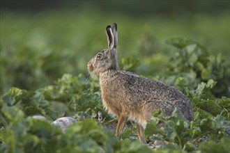 European brown hare (Lepus europaeus) foraging in sugar beet field in summer