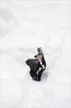 Chamois (Rupicapra rupicapra) foraging in deep powder snow in winter, Gran Paradiso National Park,