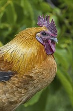 Close-up of cock, rooster, free range chicken at petting zoo, children's farm