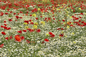 Poppy (Papaver) wild chamomile (Matricaria chamomilla) Flowering strip, sunrise, summer meadow,