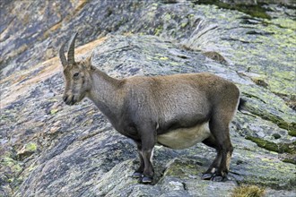 Alpine ibex (Capra ibex) pregnant female foraging on mountain slope in winter in the Gran Paradiso