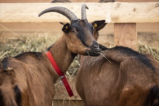 Keeping goats in a stable, Bunte Deutsche Edelziege, Stuttgart, Baden-Württemberg, Germany, Europe