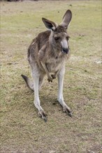 Kangaroo (macropods), Lone Pine sanctuary, Brisbane, Queensland, Australia, Oceania