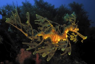 Ragfish (Phycodurus eques), Kangaroo Island, Pacific Ocean, South Australia