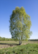 Downy birches (Betula pubescens) in a meadow in spring, blue sky, Lower Saxony, Germany, Europe