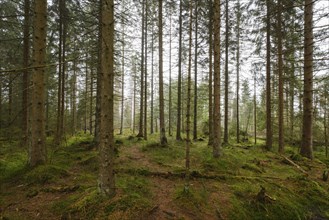 Forest at the Oderteich, Nebel, Harz National Park, Lower Saxony, Germany, Europe