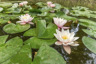 Water lily blooming in a pond. Bas-Rhin, Collectivite europeenne d'Alsace, Grand Est, France,