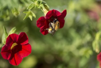 Bumblebee (Bombus) on a flower, Bavaria, Germany, Europe