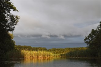 Morning atmosphere on the Bolter Canal, Alte Fahrt in the Müritz National Park, paddling area,