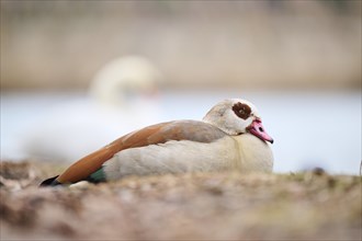 Egyptian goose (Alopochen aegyptiaca), lying on a meadow, Bavaria, Germany Europe