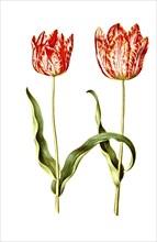 Garden tulip (Tulipa), variation of the tulip gesneriana, Historic, digitally restored reproduction