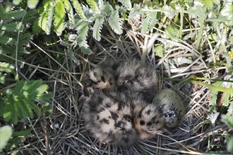 Black-headed Black-headed Gull (Chroicocephalus ridibundus), nestlings and hatching of a chick,