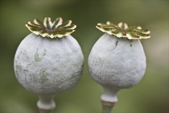 Poppy (Papaver), Terschelling, Niedrlande