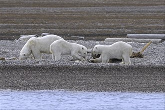 Scavenging polar bears (Ursus maritimus) mother with two cubs feeding on carcass of stranded dead