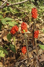 Common arum (Arum maculatum) ripe fruits, Allgäu, Bavaria, Germany, Europe