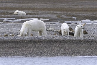 Scavenging polar bear (Ursus maritimus) mother with three cubs feeding on carcass of dead stranded