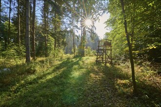 Forest, hunter's stand, sun, morning, Hardheim, Odenwald, Baden-Württemberg, Germany, Europe