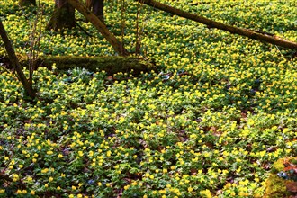 L. Winter aconites (Eranthis hyemalis) in the Polenz Valley