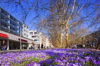 Spring on the main street in Dresden