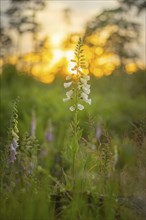 Close-up, sunset, Wiesser Fingerhut (Digitalis purpurea), Neustadt am Rübenberge, Germany, Europe