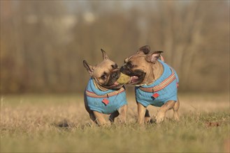 Action shot of two French Bulldog dogs wearing matching blue sweaters running towards camera while