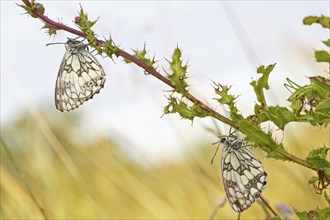 Marbled white (Melanargia galathea) in cold torpor on a thistle, Middle Elbe Biosphere Reserve,