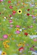 Flowering strip, flowering area with poppy flower (Papaver rhoeas), mallows (Malva) and sunflower