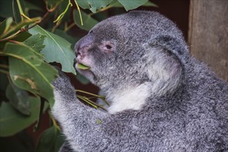 Koala (Phascolarctos cinereus), Lone Pine sanctuary, Brisbane, Queensland, Australia, Oceania