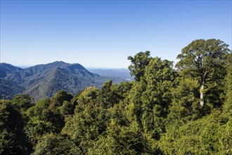 Unesco world heritage sight Dorrigo National Park, New South Wales, Australia, Oceania