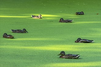 Mallards (Anas platyrhynchos) females swimming on pond with duckweeds (Lemna), duckweed, sleeping