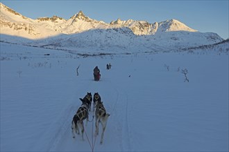 Winter dog sled ride near Tromso, Lapland, Norway, Europe