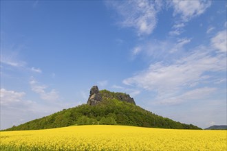 The Lilienstein in a flowering rape field