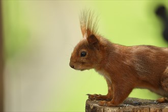 Eurasian red squirrel (Sciurus vulgaris), in the garden, animal portrait, wildlife, North