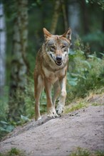 European gray wolf (Canis lupus), running in the forest, summer, Germany, Europe