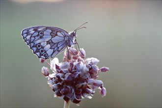 Marbled white (Melanargia galathea) in cold torpor on the flower of rocambole (Allium