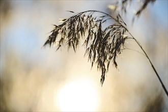 Common reed (Phragmites australis) seeds, detail, Upper Palatinate, Bavaria, Germany, Europe