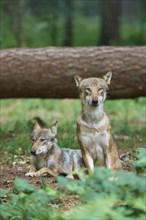 European gray wolf (Canis lupus), two animals in the forest, Germany, Europe